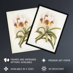 "Artery8 Frederick Sander Vanda Sanderiana Orchid Flowers Wall Art Print - Size: W12"" x H16""" - thumbnail 2