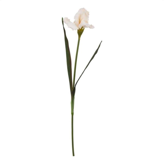 Sostter Pale Apricot Fringed Iris Blooming Stem in Natural - image 1