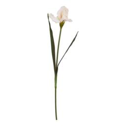 Sostter Pale Apricot Fringed Iris Blooming Stem in Natural - thumbnail 1