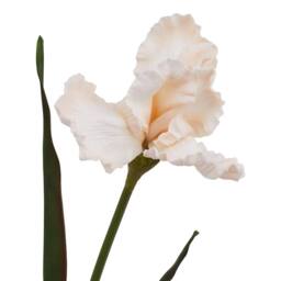 Sostter Pale Apricot Fringed Iris Blooming Stem in Natural - thumbnail 2