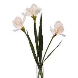 Sostter Pale Apricot Fringed Iris Blooming Stem in Natural - thumbnail 3