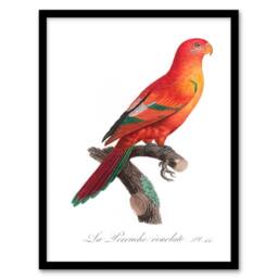 Artery8 Francois Levaillant Framed Wall Art Print The Crimson Shining Parrot in White - Size: A4 - thumbnail 1