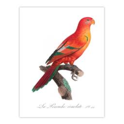 Artery8 Francois Levaillant Framed Wall Art Print The Crimson Shining Parrot in White - Size: A4 - thumbnail 3