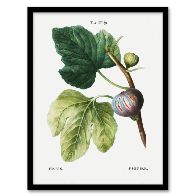 Artery8 Botanical Ficus Carica Fig Redoute Vintage Framed Wall Art Print in White - Size: A4 - image 1
