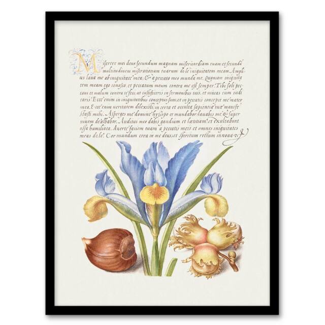 Artery8 Model Book of Calligraphy Framed Wall Art Iris Flower & Hazelnut in White - Size: A4 - image 1