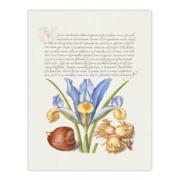 Artery8 Model Book of Calligraphy Framed Wall Art Iris Flower & Hazelnut in White - Size: A4 - thumbnail 3