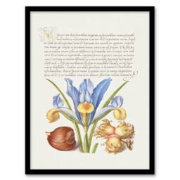 Artery8 Model Book of Calligraphy Framed Wall Art Iris Flower & Hazelnut in White - Size: A4 - thumbnail 1