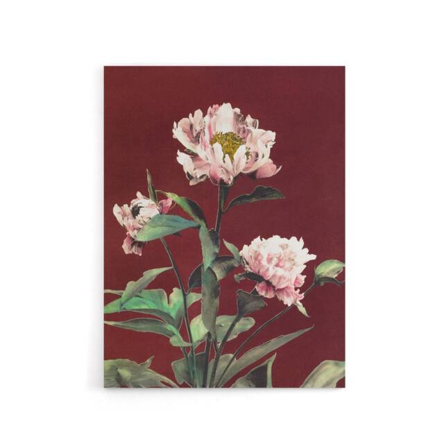 "Artery8 Pink Herbaceous Peony Flower Canvas Wall Art Print Ogawa Kazumasa in Red - Size: W18"" x H24""" - image 1