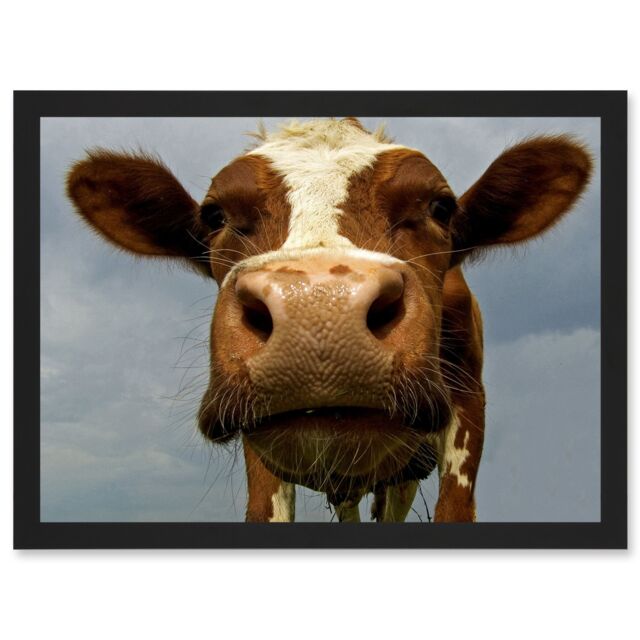 Artery8 Funny Cow Farm Animal Close Up A4 Artwork Framed Wall Art Print in Black - image 1
