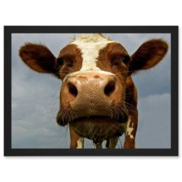 Artery8 Funny Cow Farm Animal Close Up A4 Artwork Framed Wall Art Print in Black - thumbnail 1