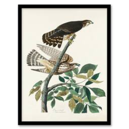 Artery8 John James Audubon Framed Wall Art Print Birds of America Pigeon Hawk in White - Size: A4 - thumbnail 1
