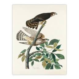 Artery8 John James Audubon Framed Wall Art Print Birds of America Pigeon Hawk in White - Size: A4 - thumbnail 3