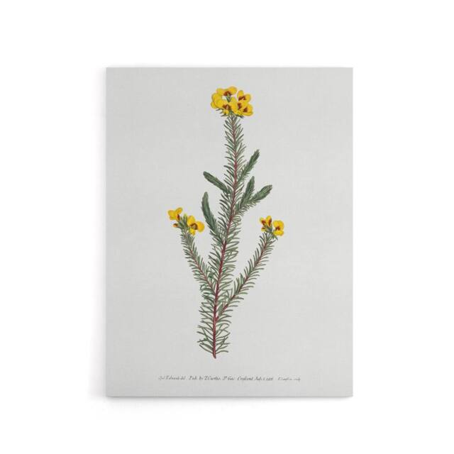"Artery8 Sansom Smooth Parrot Pea Botanical Illustration Canvas Wall Art Print in White - Size: W12"" x H16""" - image 1