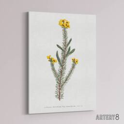 "Artery8 Sansom Smooth Parrot Pea Botanical Illustration Canvas Wall Art Print in White - Size: W12"" x H16""" - thumbnail 2
