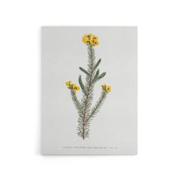 "Artery8 Sansom Smooth Parrot Pea Botanical Illustration Canvas Wall Art Print in White - Size: W12"" x H16""" - thumbnail 1