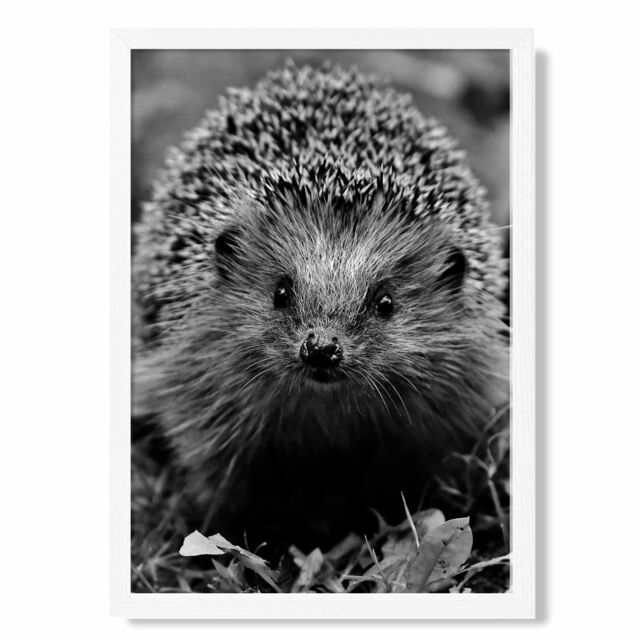 ARTZE Curious Hedghog Animal Black & White Photo Framed Print SIZE: A2 with White Frame - image 1