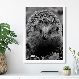 ARTZE Curious Hedghog Animal Black & White Photo Framed Print SIZE: A2 with White Frame - thumbnail 2