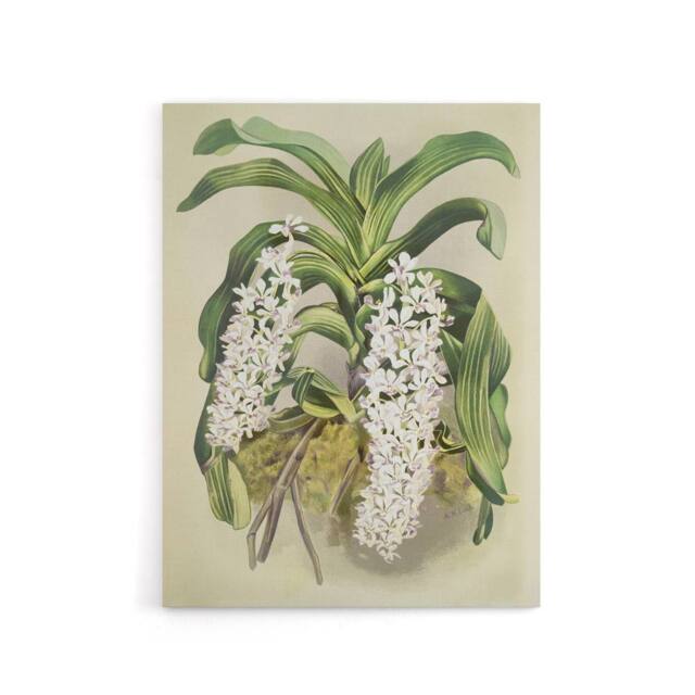 "Artery8 F Sander Saccolabium Giganteum Orchid Flowers Canvas Wall Art Print - Size: W12"" x H16""" - image 1