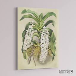 "Artery8 F Sander Saccolabium Giganteum Orchid Flowers Canvas Wall Art Print - Size: W12"" x H16""" - thumbnail 2