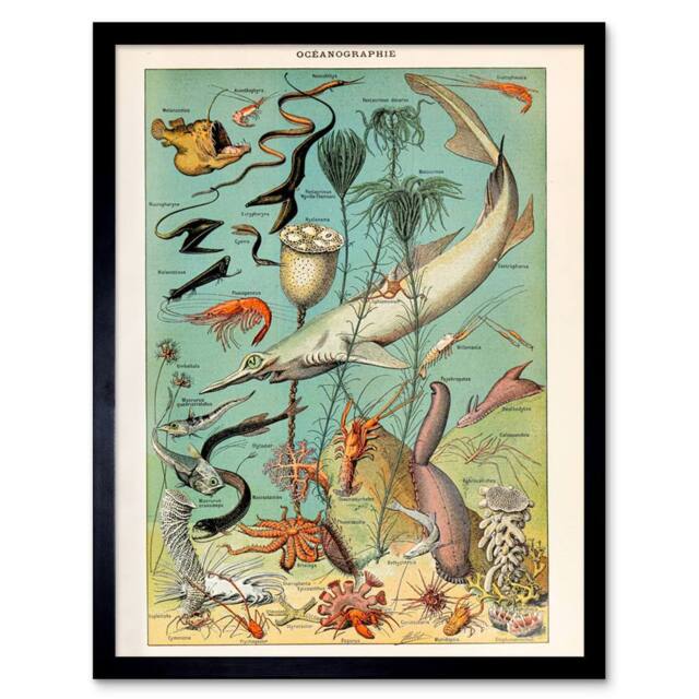 "Artery8 Millot Encyclopedia Page Ocean Fish Shark 12x16"" Framed Wall Art Print - Size: W12"" x H16""" - image 1