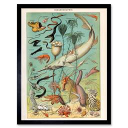 "Artery8 Millot Encyclopedia Page Ocean Fish Shark 12x16"" Framed Wall Art Print - Size: W12"" x H16""" - thumbnail 1