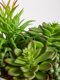 Orsina Fiori Mixed Succulent with Metal Stand in Grey - thumbnail 4