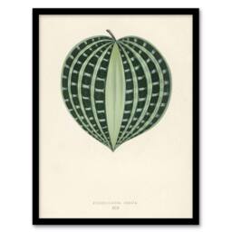 Artery8 Vintage Botanical Seersucker Plant Leaf Fawcett Framed Wall Art Print in Beige - Size: A4 - thumbnail 1