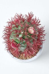 Homescapes Denmoza Artificial Cactus with Flowers in Patterned Pot, 25 cm Tall in Green - thumbnail 3