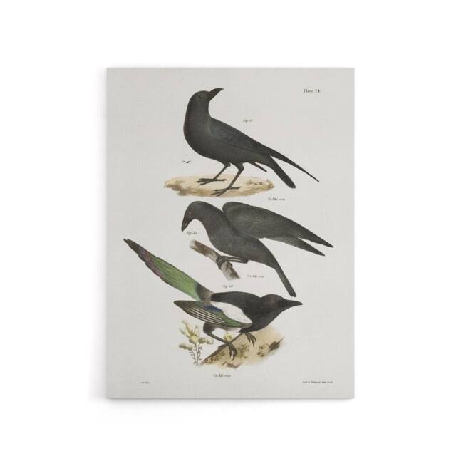 "Artery8 James Ellsworth De Kay Raven Crow & Magpie Canvas Wall Art Print in White - Size: W12"" x H16""" - image 1