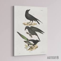 "Artery8 James Ellsworth De Kay Raven Crow & Magpie Canvas Wall Art Print in White - Size: W12"" x H16""" - thumbnail 2