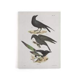 "Artery8 James Ellsworth De Kay Raven Crow & Magpie Canvas Wall Art Print in White - Size: W12"" x H16""" - thumbnail 1