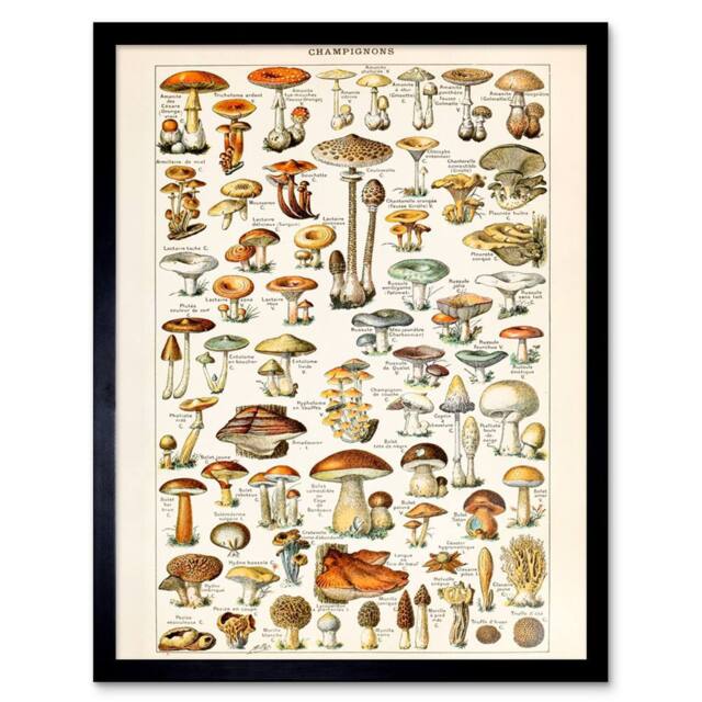 "Wee Blue Coo Millot Encyclopedia Page Mushrooms Fungus 12x16"" Framed Wall Art Print - Size: W12"" x H16""" - image 1