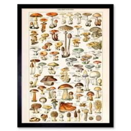"Wee Blue Coo Millot Encyclopedia Page Mushrooms Fungus 12x16"" Framed Wall Art Print - Size: W12"" x H16""" - thumbnail 1