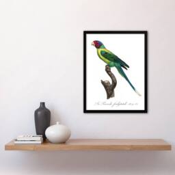 Artery8 The Plum Headed Parakeet Francois Levaillant Framed Wall Art Print in White - Size: A4 - thumbnail 4