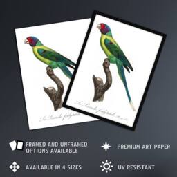 Artery8 The Plum Headed Parakeet Francois Levaillant Framed Wall Art Print in White - Size: A4 - thumbnail 2