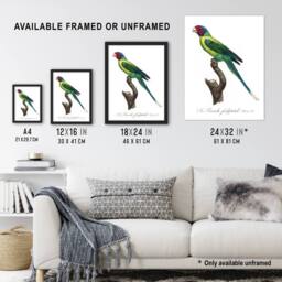Artery8 The Plum Headed Parakeet Francois Levaillant Framed Wall Art Print in White - Size: A4 - thumbnail 3