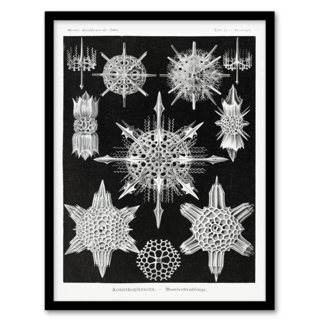 Artery8 Ernst Haeckel Framed Wall Art Acanthophracta Black White Marine Life - Size: A4 - image 1
