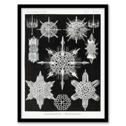 Artery8 Ernst Haeckel Framed Wall Art Acanthophracta Black White Marine Life - Size: A4 - thumbnail 1