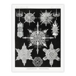 Artery8 Ernst Haeckel Framed Wall Art Acanthophracta Black White Marine Life - Size: A4 - thumbnail 3