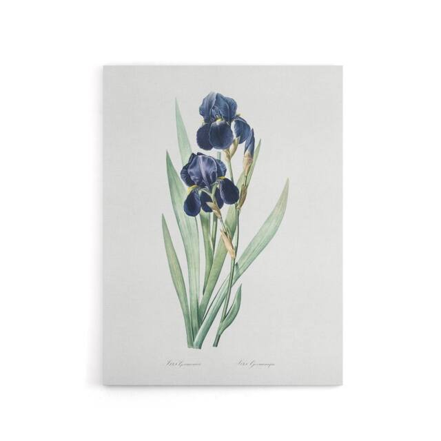 "Artery8 Bearded Iris Botanical Redoute Vintage Canvas Wall Art in White - Size: W18"" x H24""" - image 1