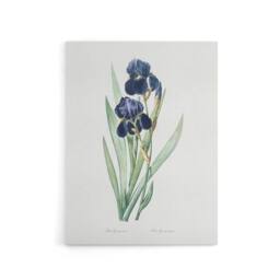 "Artery8 Bearded Iris Botanical Redoute Vintage Canvas Wall Art in White - Size: W18"" x H24""" - thumbnail 1