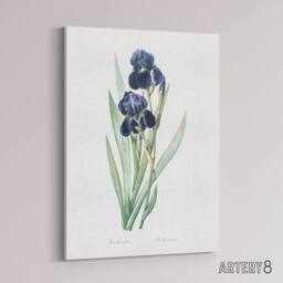 "Artery8 Bearded Iris Botanical Redoute Vintage Canvas Wall Art in White - Size: W18"" x H24""" - thumbnail 2