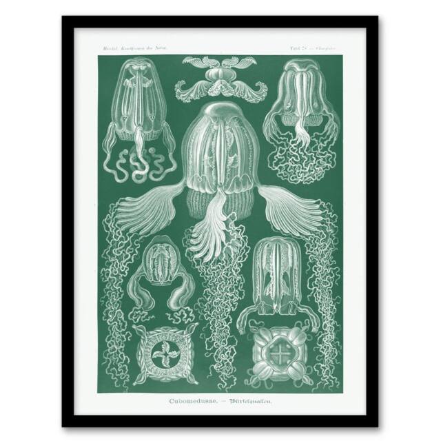Artery8 Cubomedusae Jellyfish Species Haeckel Botanical Framed Wall Art Print in Green - Size: A4 - image 1