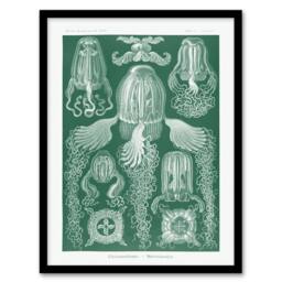 Artery8 Cubomedusae Jellyfish Species Haeckel Botanical Framed Wall Art Print in Green - Size: A4 - thumbnail 1