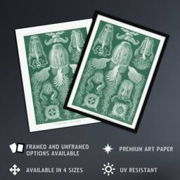 Artery8 Cubomedusae Jellyfish Species Haeckel Botanical Framed Wall Art Print in Green - Size: A4 - thumbnail 2
