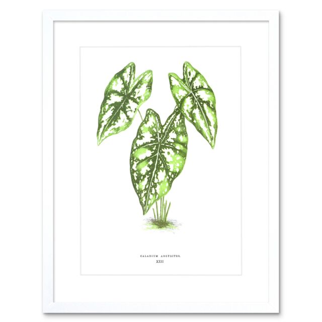 "Artery8 Wall Art Print Leaf Caladium Argyrites Art Framed 9x7 inch in White - Size: W7"" x H9""" - image 1