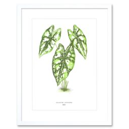 "Artery8 Wall Art Print Leaf Caladium Argyrites Art Framed 9x7 inch in White - Size: W7"" x H9""" - thumbnail 1