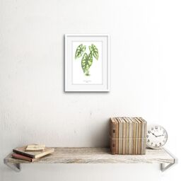 "Artery8 Wall Art Print Leaf Caladium Argyrites Art Framed 9x7 inch in White - Size: W7"" x H9""" - thumbnail 2