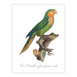 "Artery8 The Yellow Headed Amazon Parrot Levaillant Wall Art Poster Print in White - Size: W12"" x H16""" - thumbnail 1