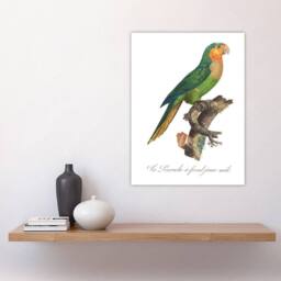 "Artery8 The Yellow Headed Amazon Parrot Levaillant Wall Art Poster Print in White - Size: W12"" x H16""" - thumbnail 4